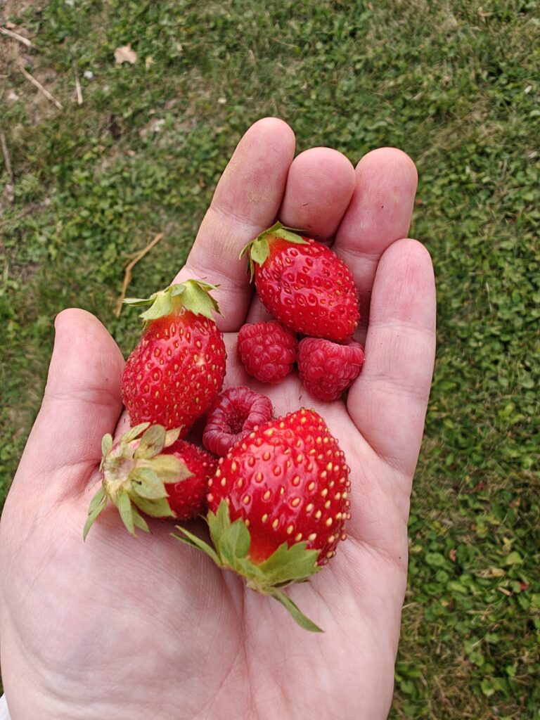 Harvested fruit from the garden