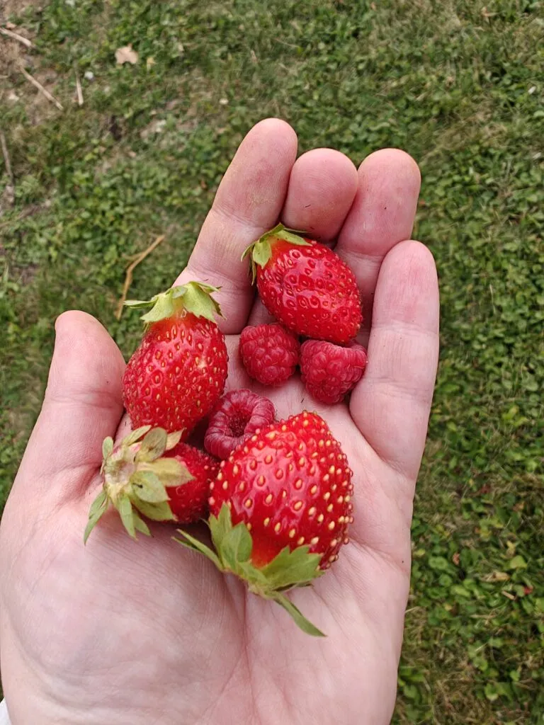 Harvested fruit from the garden